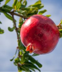 Shir Hadash Women's Kickoff Event